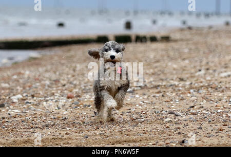 Heacham, UK. 20e Seprtember 2018. Cookie le cockapoo chien l'air heureux alors qu'elle bénéficie d'une course le long de la plage à Heacham, Norfolk, le 20 septembre 2018. Crédit : Paul Marriott/Alamy Live News Banque D'Images