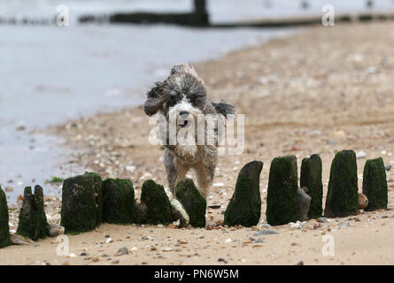 Heacham, UK. 20e Seprtember 2018. Le cockapoo Cookie géant chien sur une mer en bois patiné, épi la défense à Heacham, Norfolk, le 20 septembre 2018. Crédit : Paul Marriott/Alamy Live News Banque D'Images