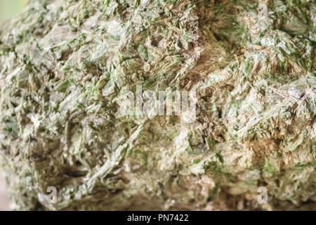 L'actinolite schist spécimen. L'actinolite est un silicate minéral que l'amphibole couramment trouvés dans les roches métamorphiques, tels que les auréoles de contact Banque D'Images