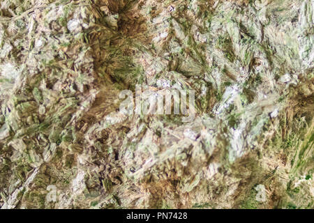 L'actinolite schist spécimen. L'actinolite est un silicate minéral que l'amphibole couramment trouvés dans les roches métamorphiques, tels que les auréoles de contact Banque D'Images