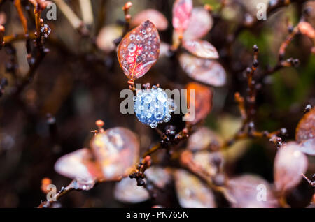 Les bleuets de plus en plus dans la nature. Matières des bleuets. La rosée sur le bleuet. Utile pour la vue de petits fruits. Écran de veille pour l'arrière-plan. Banque D'Images