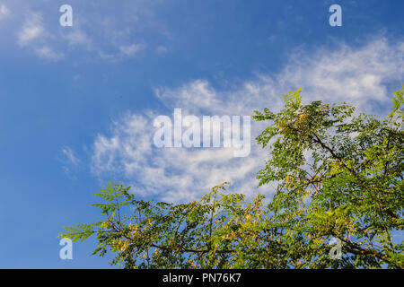 Arbre Moringa oleifera vert avec des fleurs blanches dans la journée ensoleillée et ciel bleu nuages de fond. Moringa oleifera est une plante qui a été loué pour Banque D'Images