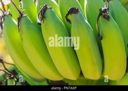 Les jeunes fruits bio banane verte sur l'arbre avec du soleil dans la journée ensoleillée. Groupe de jeunes brutes fraîches fruits banane verte sur l'arbre dans le verger. Banque D'Images