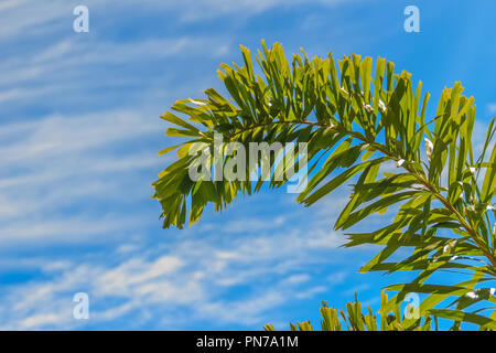 Sétaire verte palm (Wodyetia bifurquent A.K. Irvine) feuilles sous fond de ciel bleu. Banque D'Images