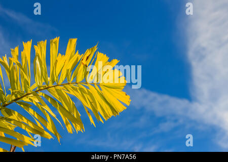 Sétaire verte palm (Wodyetia bifurquent A.K. Irvine) feuilles sous fond de ciel bleu. Banque D'Images