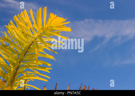 Sétaire verte palm (Wodyetia bifurquent A.K. Irvine) feuilles sous fond de ciel bleu. Banque D'Images