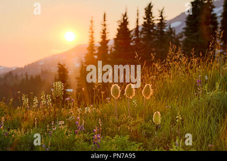 Coucher du soleil sur le mont Rainier et fleurs alpines par le soleil en contre-jour y compris l'ouest pasqueflower Banque D'Images