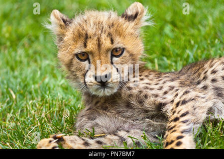 Grumpy cat cheetah cub à regarder attentivement l'appareil photo Banque D'Images