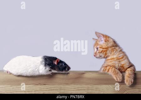 Chat mignon à la curieuse d'un rongeur. Vue latérale avec un fond gris. Banque D'Images