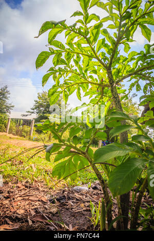 Arbre vert konjac (Amorphophallus konjac) dans la forêt, également connu sous le nom de konjak, konjaku konnyaku, pomme de terre, la langue du diable, voodoo lily, snake palm, ou e Banque D'Images