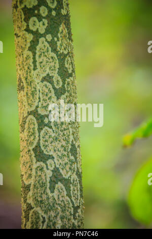 Sur le tronc de konjac (Amorphophallus konjac) dans la forêt, également connu sous le nom de konjak, konjaku konnyaku, pomme de terre, la langue du diable, voodoo lily, palm serpent Banque D'Images