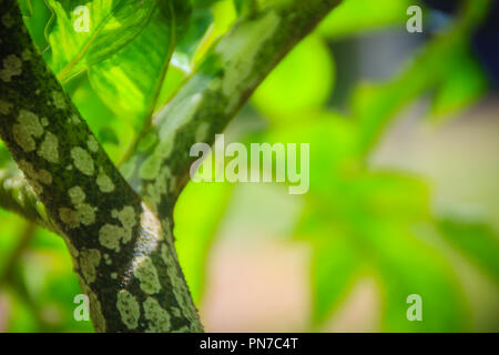 Arbre vert konjac (Amorphophallus konjac) dans la forêt, également connu sous le nom de konjak, konjaku konnyaku, pomme de terre, la langue du diable, voodoo lily, snake palm, ou e Banque D'Images
