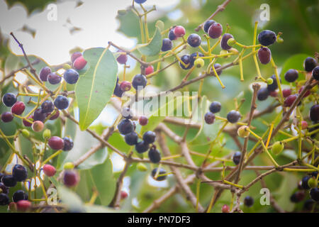 Mauve Bio cumini Syzygium fruits sur arbre. Syzygium cumini, connu sous le nom de Jambul, jambolan, jamblang ou jamun, est un arbre tropical à feuilles persistantes. Banque D'Images