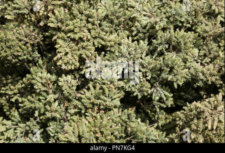 Les feuilles séchées d'origan vert à vendre dans le marché méditerranéen Banque D'Images