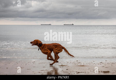 Rocky Bay, Cork, Irlande. 12 juin 2018. 'Tara' un setter rouge s'amusant d'exécution sur la plage à Rocky Bay, Co.Cork alors que deux camions-citernes se trouvent à l'ancre de Banque D'Images