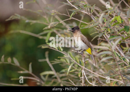 Bulbul Pycnonotus barbatus commun Mkuze, Afrique du Sud 23 août 2018 des Pycnonotidae Adultes Banque D'Images
