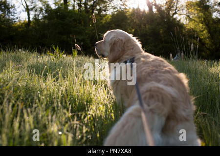 Un golden retriever en laisse marcher dans la rosée sur l'herbe longue au début de l'été matin. Banque D'Images