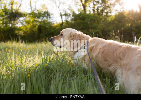 Un golden retriever en laisse marcher dans la rosée sur l'herbe longue au début de l'été matin. Banque D'Images