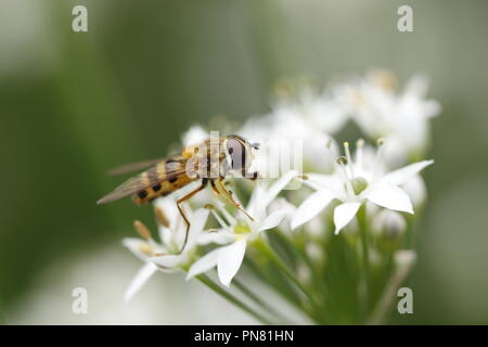 Abeille sur les fleurs blanches macro close up Banque D'Images