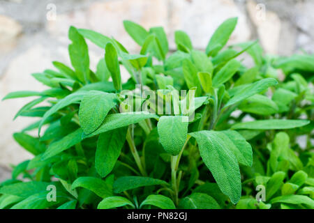 Détail de la sauge dans le jardin des plantes Banque D'Images