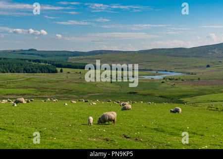 Le pâturage des moutons, avec le réservoir d'Alwen en arrière-plan, Conwy, Pays de Galles, Royaume-Uni Banque D'Images