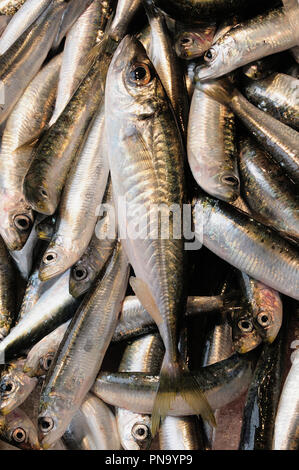 Italie, Vénétie, Venise, sardines, marché aux poissons du Rialto. Banque D'Images