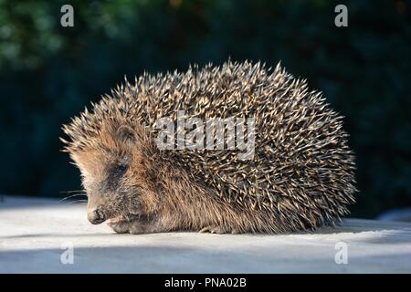 Hedgehog siège au bois dans la lumière du soleil en face de la nature verte Banque D'Images