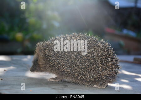 Hedgehog sur bois en face de la nature, courir à la lumière du soleil Banque D'Images