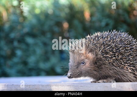 Hedgehog sur bois en face de la nature verte avec de nombreux copy space Banque D'Images