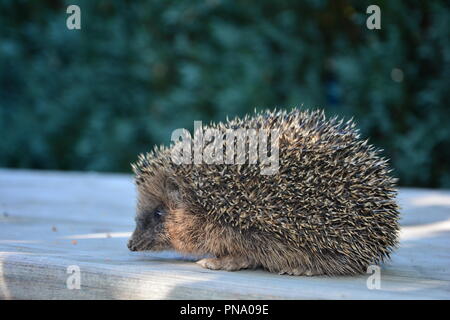 Hedgehog sur bois en face de la nature verte with copy space Banque D'Images