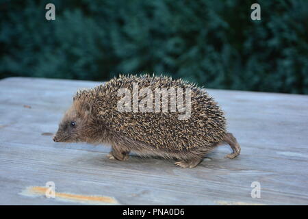 H mignon edgehog fonctionner sur du bois en face de la nature verte Banque D'Images