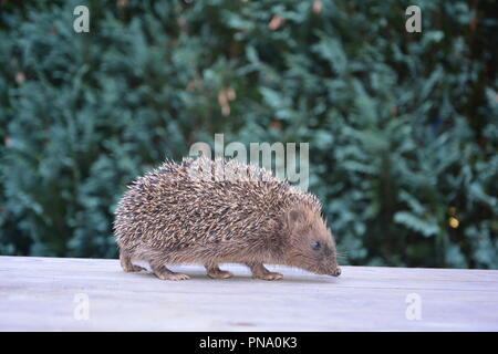 Un hérisson mignon depuis le côté, exécutez sur bois en face de la nature verte Banque D'Images