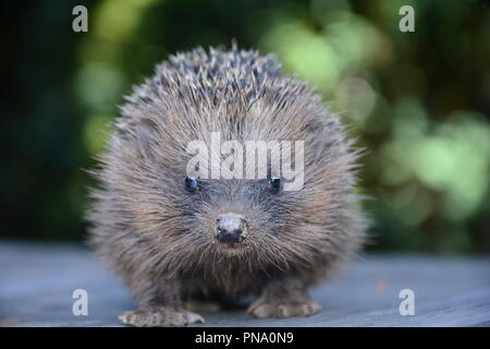 Hedgehog à partir de l'avant en gros plan, avec la nature verte à l'arrière-plan Banque D'Images