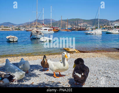 Bodrum, Turquie - le 5 juillet 2018. Bateaux amarrés à Kumbahce Bay avec un groupe de canards au premier plan. Province de Mugla, Turquie. Banque D'Images