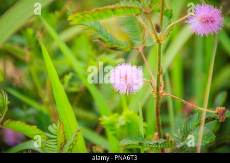 Mimosa pudica en fleurs fleurs herbe rampante, une herbe annuelle ou vivace de la famille des pois. Également connu sous le nom de Mimosa pudica, plante sensitive plante endormie Banque D'Images