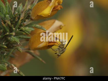 Scathophaga stercoraria (Bouse jaune Fly) Banque D'Images