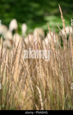 Calamagrostis x acutiflora 'Karl Foerster' Banque D'Images