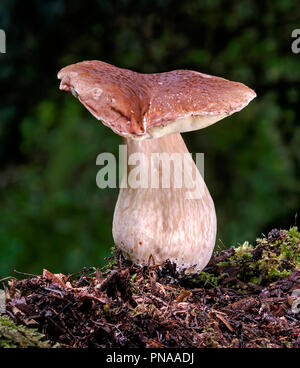 Boletus edulis (Penny Bun ou CEP) Banque D'Images