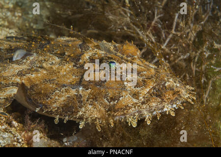 Portrait de lotte ou baudroie (Lophius piscatorius) se trouve sur l'algue Banque D'Images