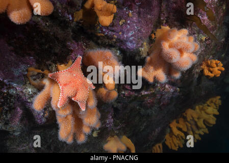 Paysage sous-marin avec les coraux mous - Doigts Coral, Noirou Ampoule ou plissée (Alcyonium digitatum) et rigide (Hanche Starfish Coussin Banque D'Images