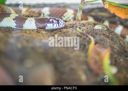 (Lampropeltis getula Kingsnake désert splendida), une sous-espèce de kingsnake indigènes au Texas, l'Arizona et le Nouveau Mexique. Banque D'Images