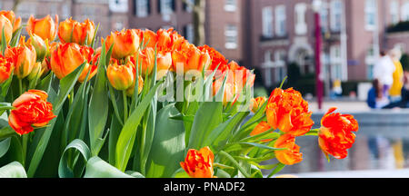 Symbole de la Hollande et tulipes rouges et jaunes maisons Amsterdam de flou artistique en arrière-plan panoramique de bannière Banque D'Images