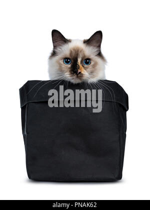 Sacré de Birmanie tortie espiègle Chaton Chat assis en noir papier en tête avec peeping sur le bord, regardant lens isolé sur fond blanc Banque D'Images