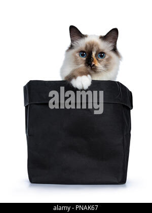 Sacré de Birmanie tortie espiègle Chaton Chat assis dans le papier noir en arrière avec la tête et une patte blanche coller sur le bord, à la lentille à isolated on white Banque D'Images