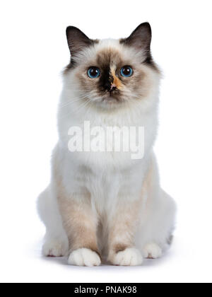 Sacré de Birmanie tortie espiègle Chaton Chat assis, à la lentille à isolé sur fond blanc Banque D'Images