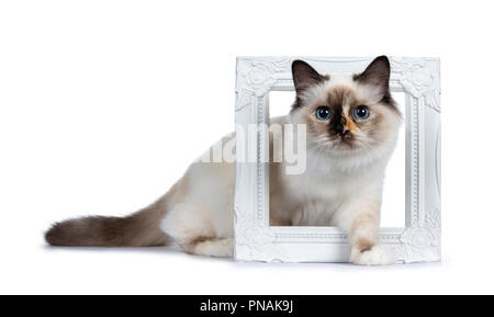 Sacré de Birmanie tortie espiègle chaton chat debout / marcher côté par cadre photo Blanc, à la lentille à isolé sur fond blanc Banque D'Images