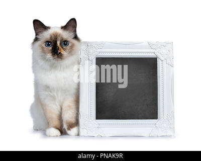 Sacré de Birmanie tortie espiègle Chaton Chat assis à côté du cadre photo Blanc avec contrôleur de tableau noir, remplissage à la lentille à isolated on white backgrou Banque D'Images