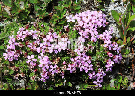 Le silène acaule Silene acualis Banque D'Images