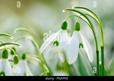 Perce-neige (Galanthus nivalis), près de deux fleurs entrelacés avec une faible profondeur de champ. Banque D'Images