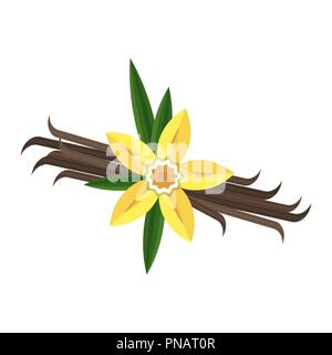 Fleur de vanille avec croix et de feuilles. Spice pour les culinaires. Illustration de Vecteur